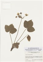 藏品(麝香草莓)的圖片